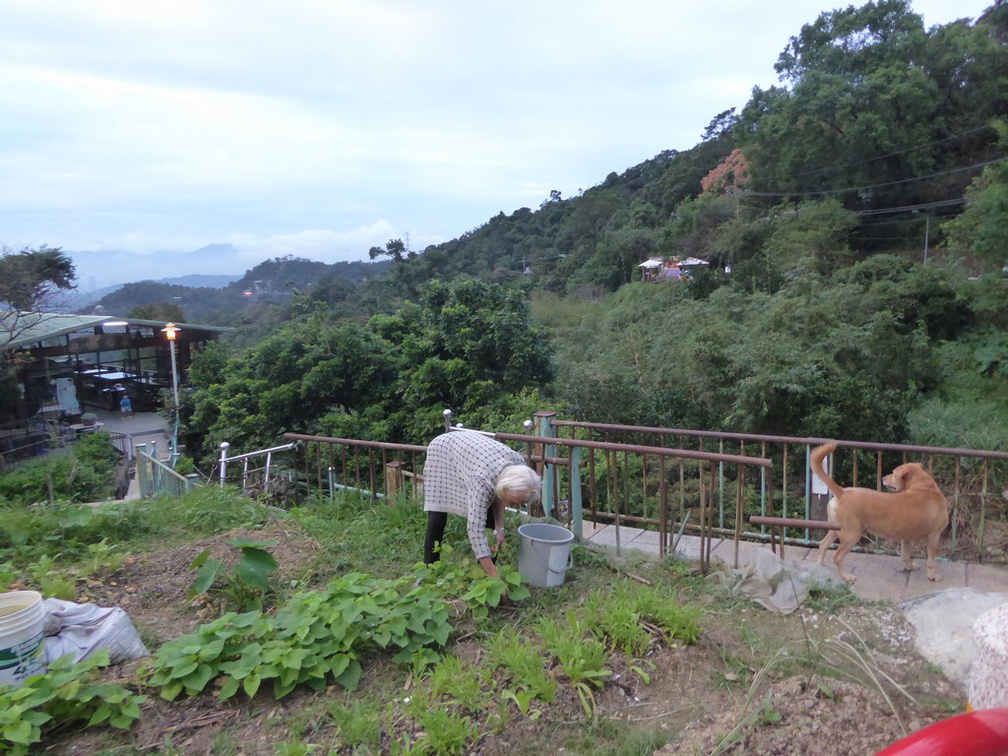 taipei-maokung-hill-gondola-tea-59