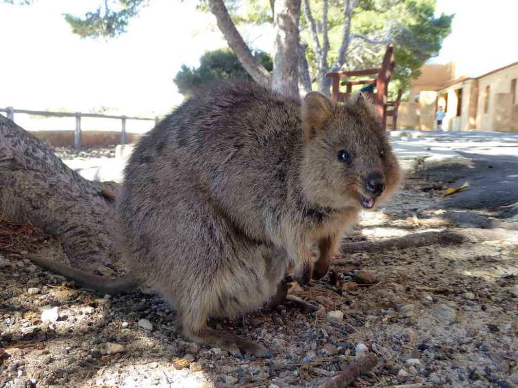 perth-rottnest-Island-05