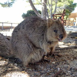 perth-rottnest-Island-05