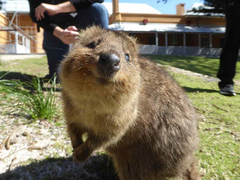 perth-rottnest-Island-19