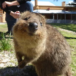 perth-rottnest-Island-19