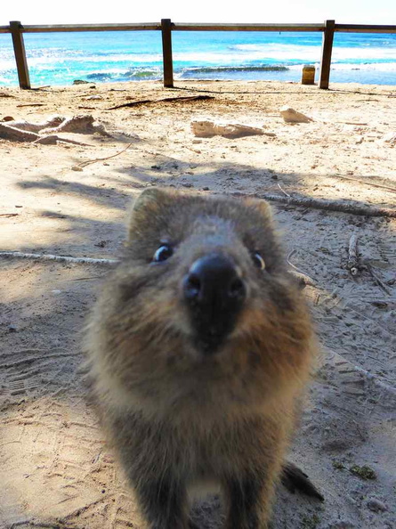 perth-rottnest-Island-24