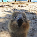 perth-rottnest-Island-24