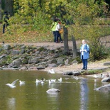 peterhof-grand-palace-011