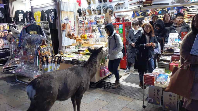 nara-deer-japan-029