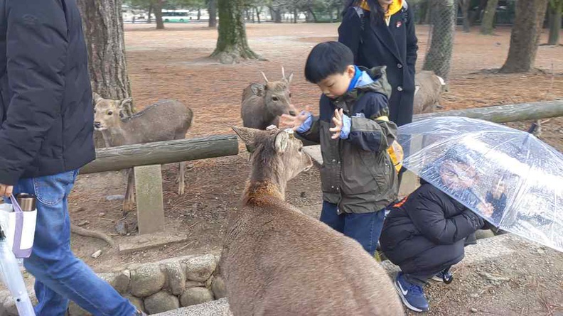 nara-deer-japan-004.jpg