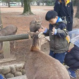 nara-deer-japan-004