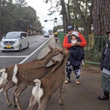 nara-deer-japan-007.jpg