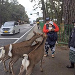 nara-deer-japan-007