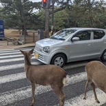 nara-deer-japan-008