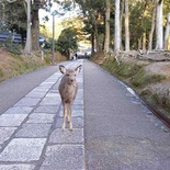 nara-deer-japan-020