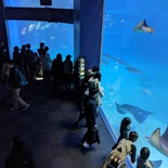 osaka-aquarium-04