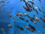 osaka-aquarium-08