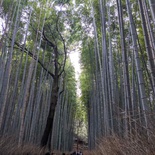 kyoto-arashiyama-bamboo-forest-japan-52