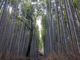 kyoto-arashiyama-bamboo-forest-japan-52