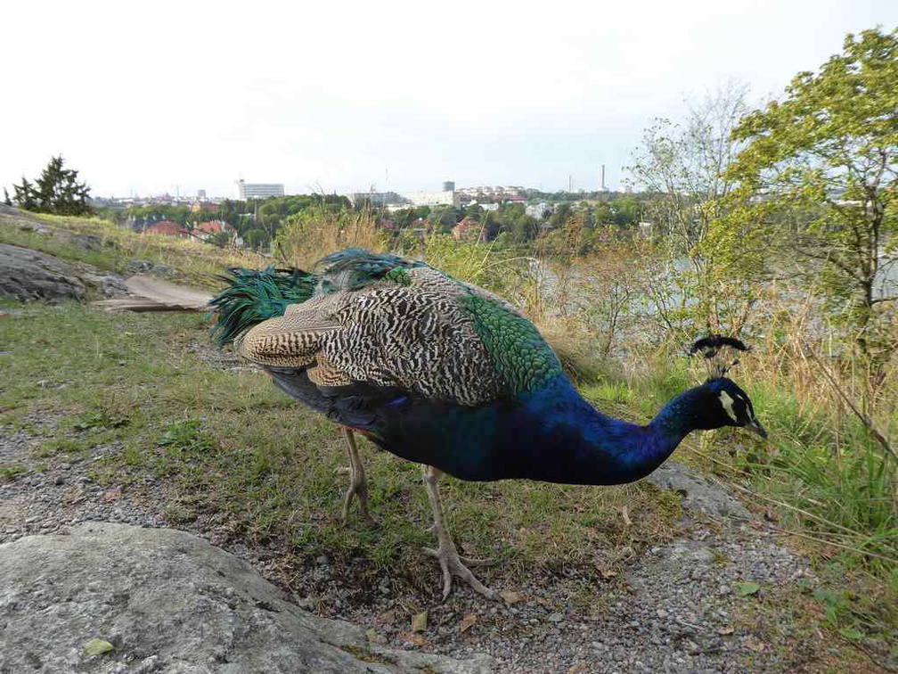 stockholm-skansen-027