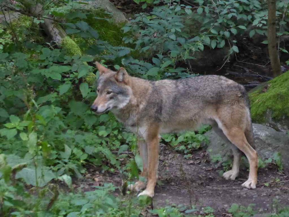 stockholm-skansen-002