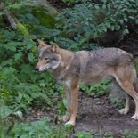 stockholm-skansen-002