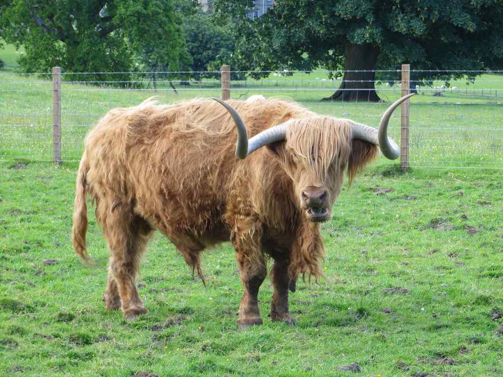 scotland-highland-cow-001