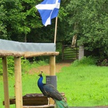 scotland-clan-donald-004