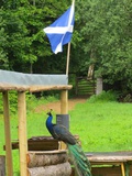 scotland-clan-donald-004