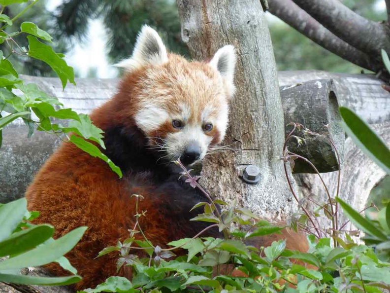 copenhagen-zoo-008