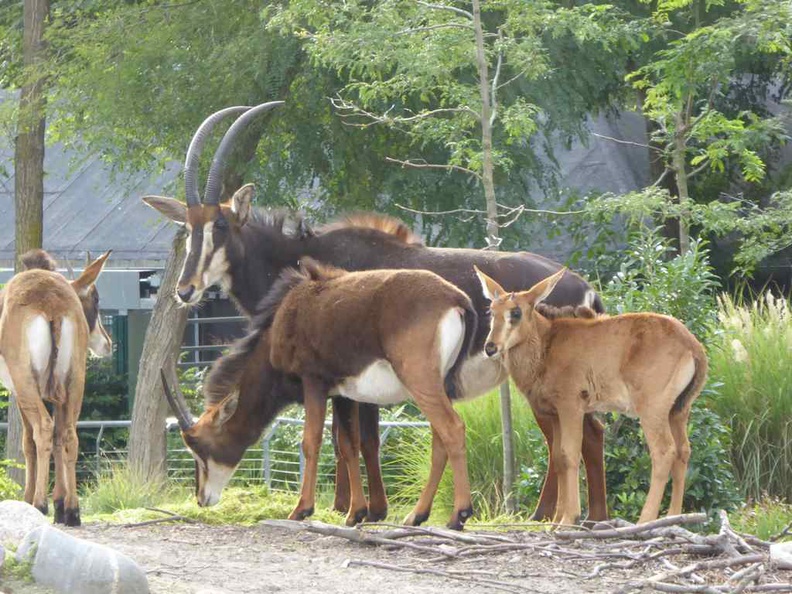 copenhagen-zoo-013