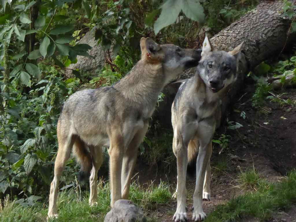 copenhagen-zoo-016