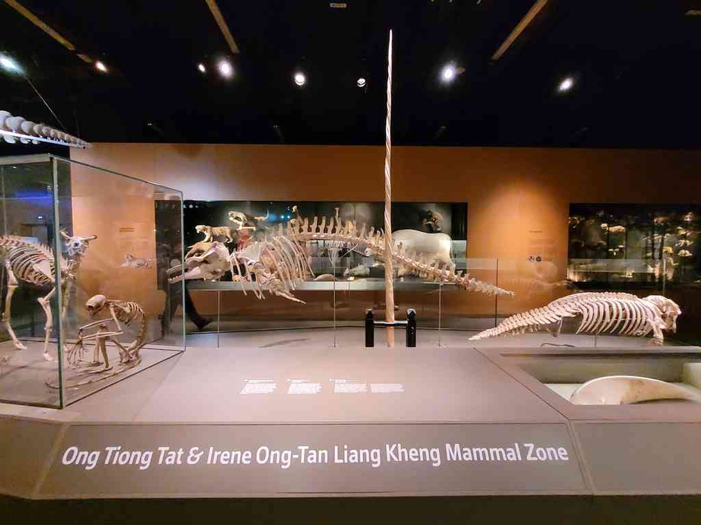 lee-kong-chian-natural-history-23