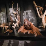 lee-kong-chian-natural-history-25