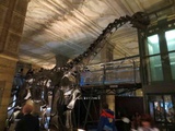 london-natural-history-museum-02