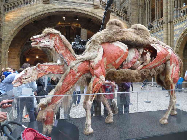 london-natural-history-museum-10