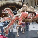 london-natural-history-museum-10