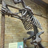 london-natural-history-museum-11