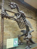 london-natural-history-museum-11