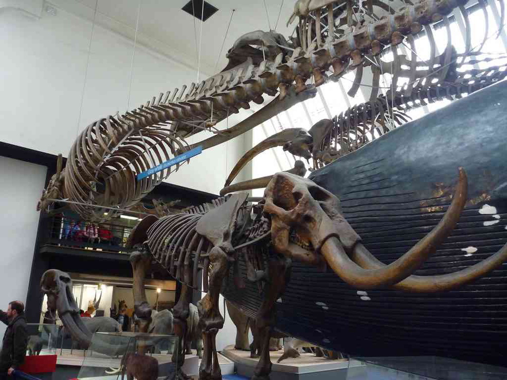 london-natural-history-museum-17