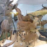 london-natural-history-museum-21