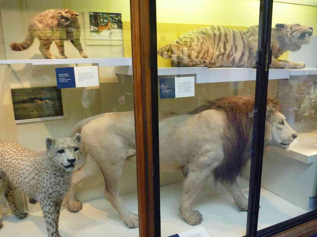 london-natural-history-museum-24