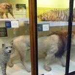 london-natural-history-museum-24