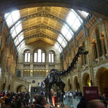 london-natural-history-museum-25