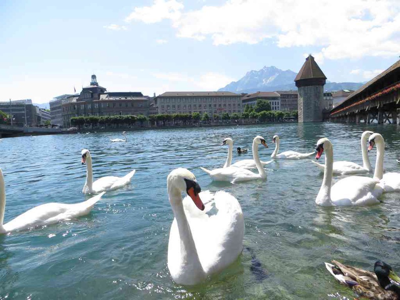 swiss-lucerne-horseride-06