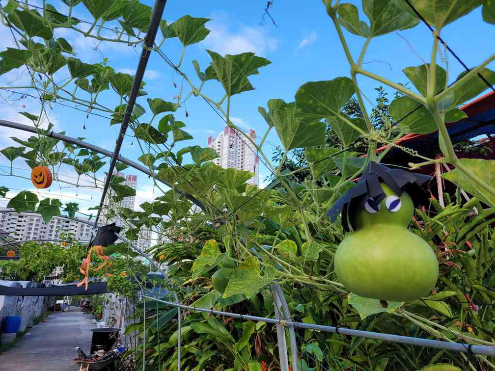 city-sprouts-greenhouse-henderson-02