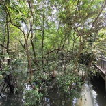 sungei-buloh-wetland-reserve-13