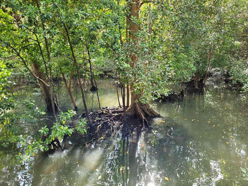 sungei-buloh-wetland-reserve-15.jpg