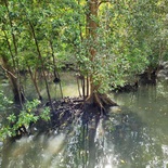 sungei-buloh-wetland-reserve-15