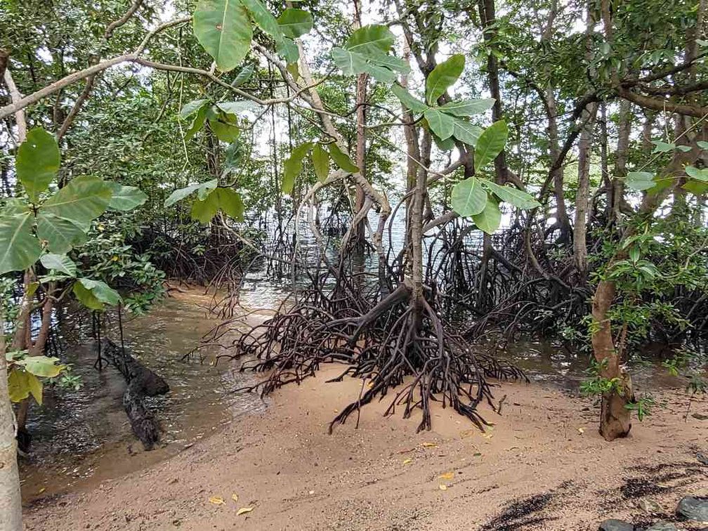 sungei-buloh-wetland-reserve-21