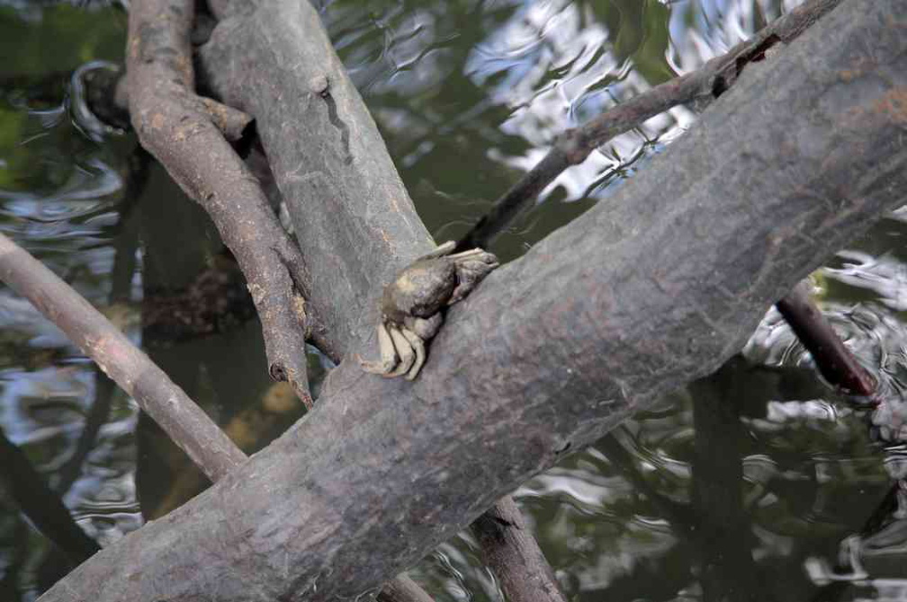 sungei-buloh-wetland-reserve-51