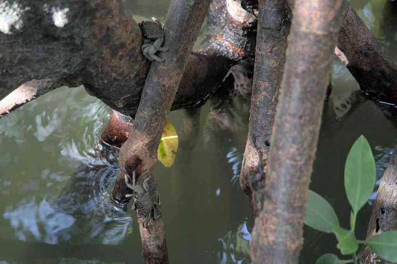 sungei-buloh-wetland-reserve-50