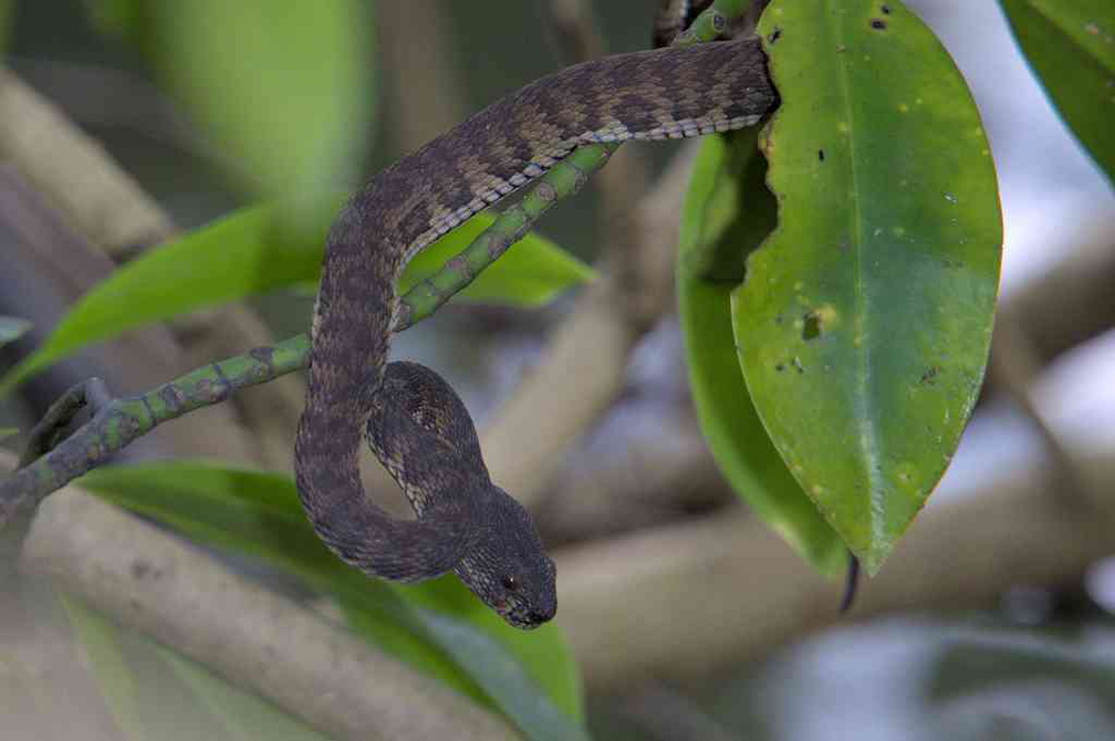 sungei-buloh-wetland-reserve-53