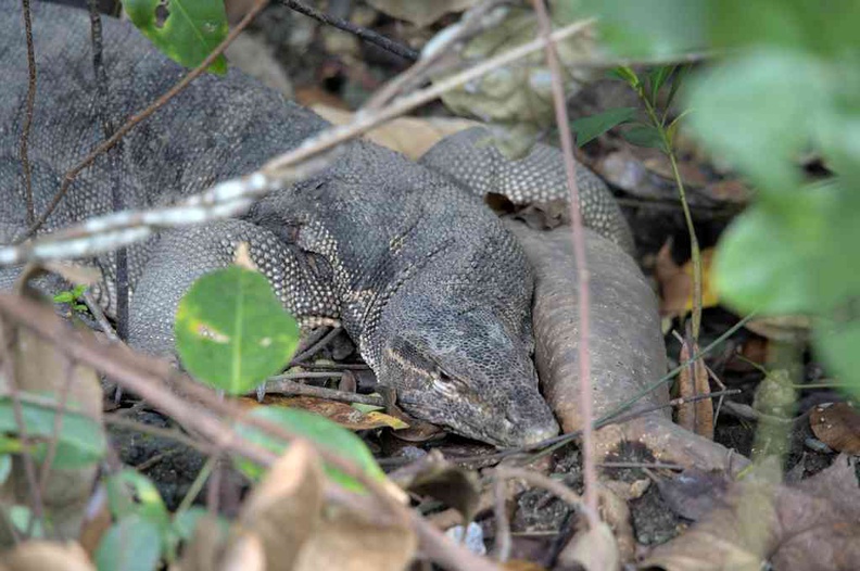 sungei-buloh-wetland-reserve-56